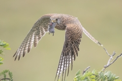 Tuulihaukka - Kestrel