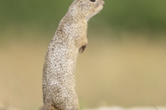 Maaorava