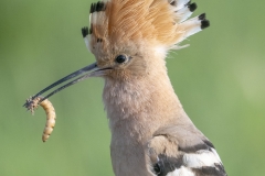 Harjalintu - Hoopoe