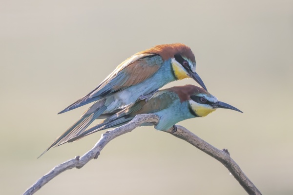 Mehiläissyöjä (Merops apiaster) European Bee-eater Mehiläissyöjä