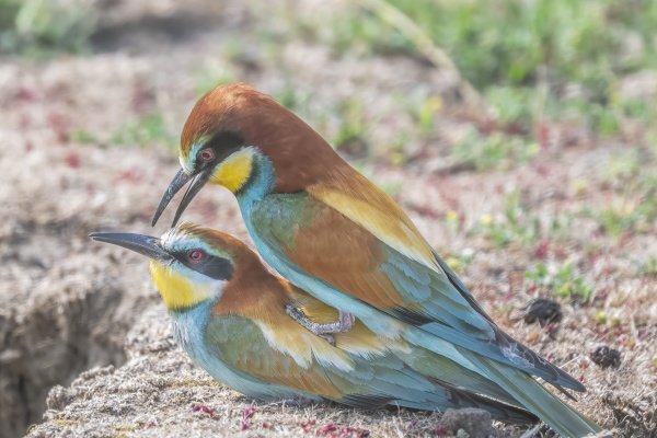 Mehiläissyöjä (Merops apiaster) European Bee-eater Mehiläissyöjä