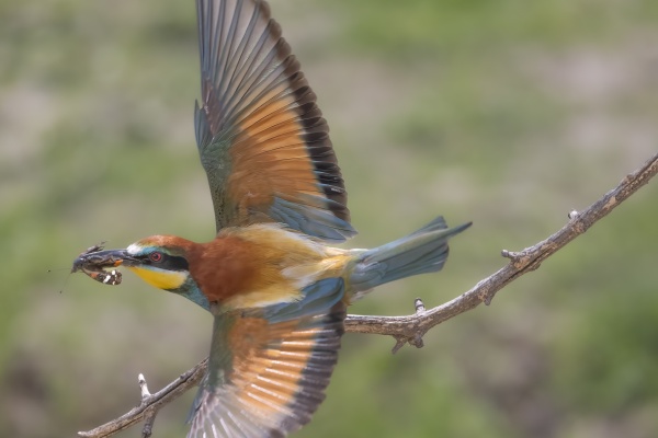 Mehiläissyöjä (Merops apiaster) European Bee-eater Mehiläissyöjä