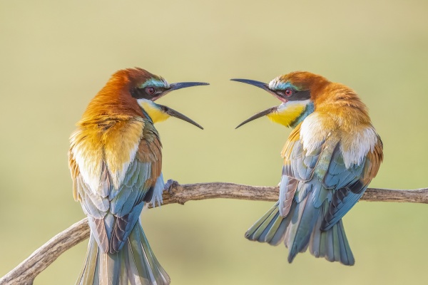 Mehiläissyöjä (Merops apiaster) European Bee-eater Mehiläissyöjä