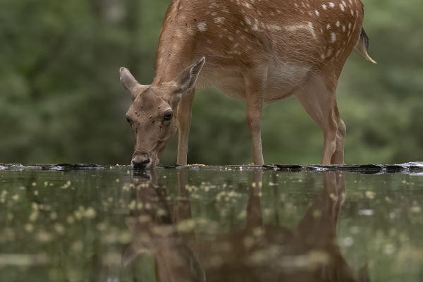Täpläkauris (Dama dama) Fallow deer