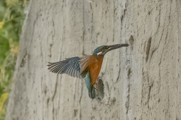 Kuningaskalastaja (Alcedo atthis) Common kingfisher