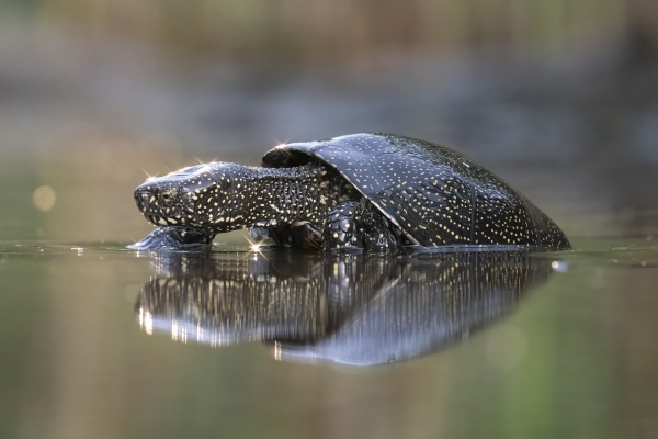 Euroopansuokilpikonna (Emys orbicularis) European pond turtle