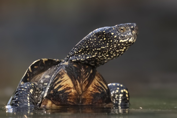 Euroopansuokilpikonna (Emys orbicularis) European pond turtle