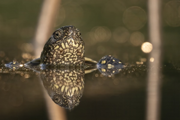 Euroopansuokilpikonna (Emys orbicularis) European pond turtle