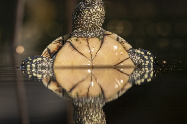 Euroopansuokilpikonna (Emys orbicularis) European pond turtle