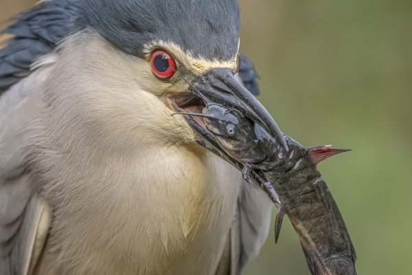 Yöhaikara (Nycticorax nycticorax) Black-crowned Night Heron