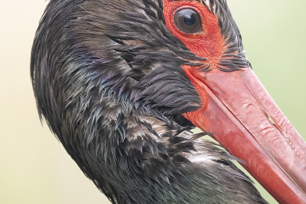 Mustahaikara (Ciconia nigra) Black stork