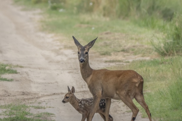 Täpläkauris (Dama dama) Fallow deer