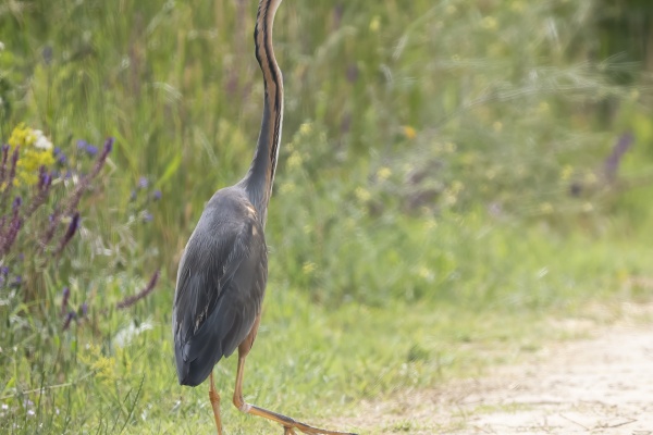 Ruskohaikara (Ardea purpurea) Purple heron