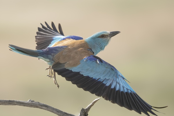 Sininärhi (Coracias garrulus) European roller