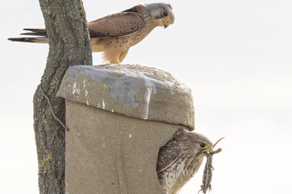 Tuulihaukka (Falco tinnunculus) Eurasian kestrel