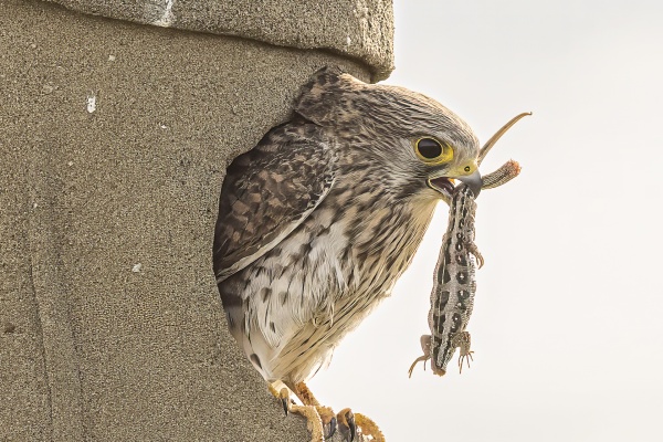 Tuulihaukka (Falco tinnunculus) Eurasian kestrel