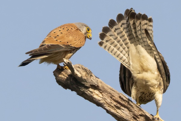 Tuulihaukka (Falco tinnunculus) Eurasian kestrel
