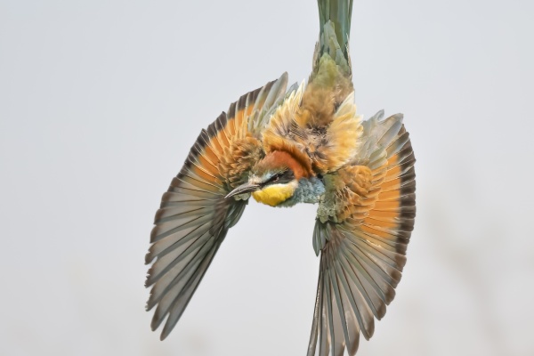 Mehiläissyöjä (Merops apiaster) European Bee-eater