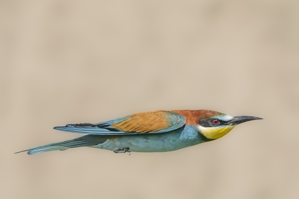 Mehiläissyöjä (Merops apiaster) European Bee-eater