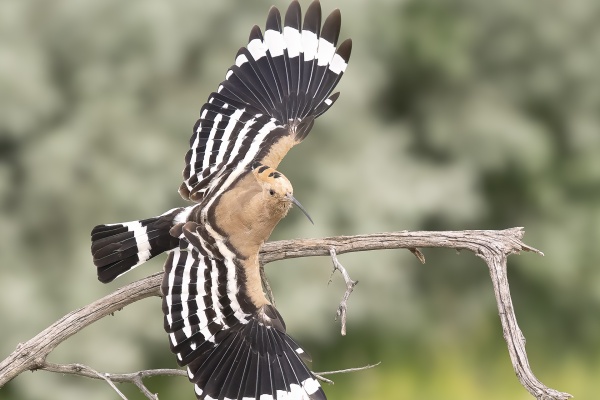 Harjalintu (Upupa epops) Eurasian Hoopoe