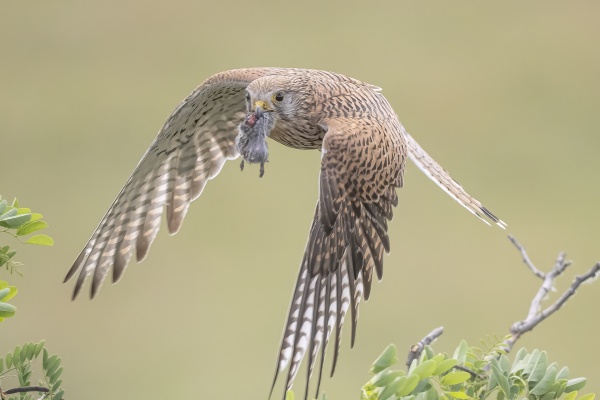 Tuulihaukka (Falco tinnunculus) Eurasian kestrel