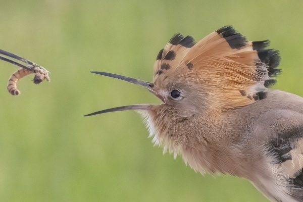 Harjalintu (Upupa epops) Eurasian Hoopoe