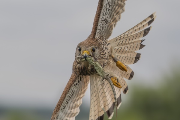 Tuulihaukka (Falco tinnunculus) Eurasian kestrel