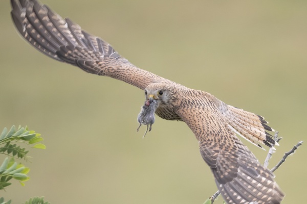 Tuulihaukka (Falco tinnunculus) Eurasian kestrel