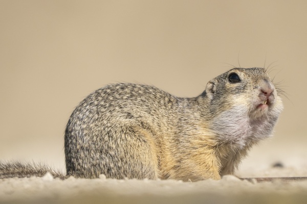 Euroopan maaorava (Spermophilus citellus) European ground squirrel