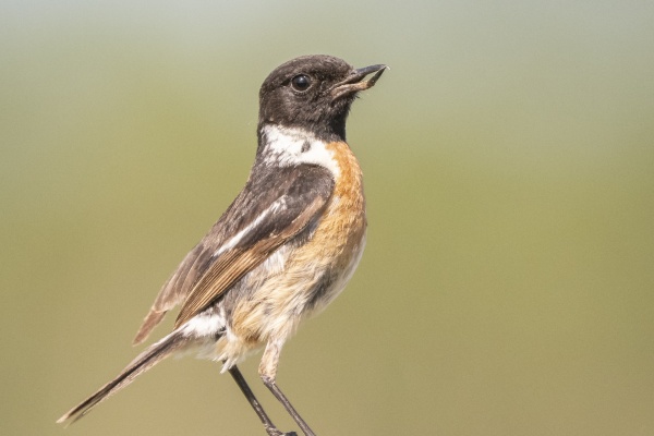 Mustapäätasku (Saxicola rubicola)